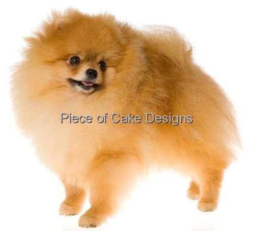 cupcake pomeranian