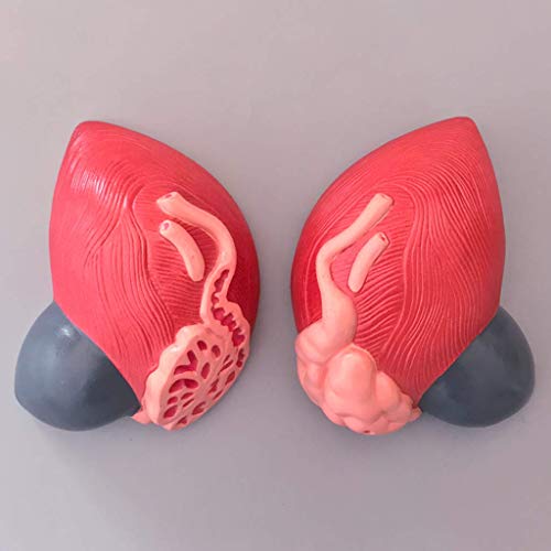 image for LXX Bladder Anatomical Model - huamn Organ Anatomical Model Male Bladd
