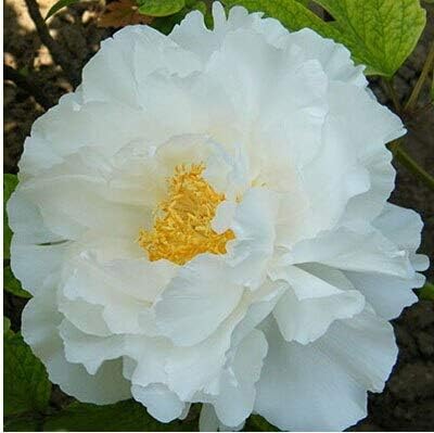 Amazon 17 ホット販売25色選択可能な本格的な中国の牡丹の花の種鉢植えの花盆栽植物牡丹の種10個 袋 花