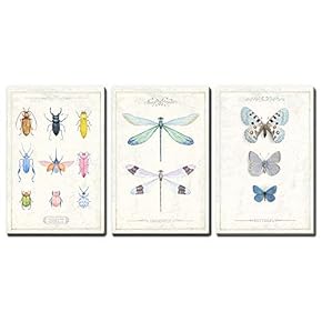 3 Panel Multi Insect Collectors Artwork Series x 3 Panels