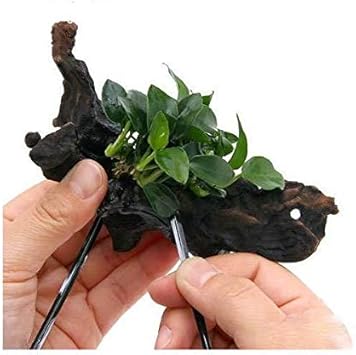 Amazon 水草 初心者向け アヌビアスナナ プチ 流木巻き付けセット 説明書付 ２セット 本州四国限定 Charm チャーム 生体水草 通販