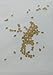 David's Garden Seeds Tomato Cherry Gold Nugget D7338 (Gold) 50 Non-GMO, Organic Seeds