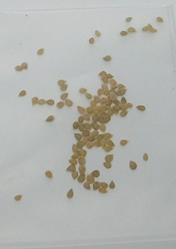 David's Garden Seeds Tomato Cherry Gold Nugget D738 (Gold) 50 Organic Seeds