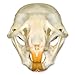 Rat Skull (Natural Bone Quality A)