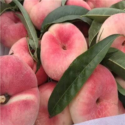 HONIC 1pcs Sweet Peach Bonsai tree Eat delicious juicy meaty fruit Diy Couryard for home garden pot plants Semillas : 12