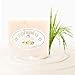 DELIA DE LYON Rice Milk Soap From Jasmine Rice Milk | Pack of 6