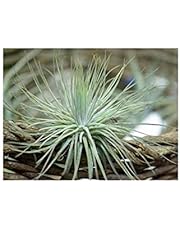 Cactus y suculentas de interior | Amazon.es