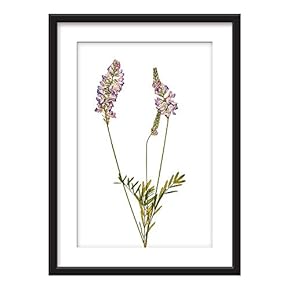 Framed Hand Dranw Plant Specimen Art in Black...