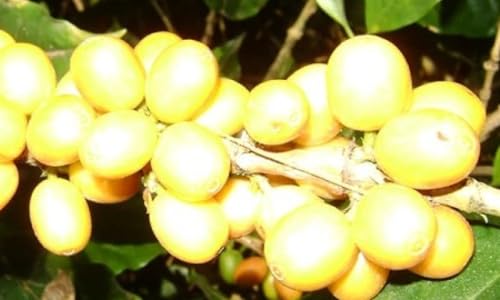 Kit Café Especial Em Grãos, 3 Sabores, 3 Pct De 200g