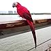 LWINGFLYER Red Artificial Parrot Life Size Foam Feather Parrot Macaw Birds for Decoration Costume Shoulder Ornament Modern Home Garden Party Decor (13.8inch/35cm)