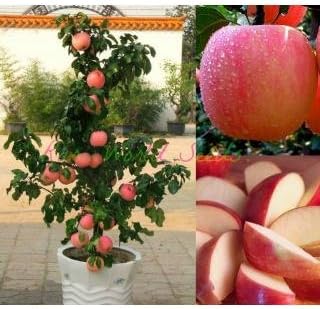 Creative Farmer Fruit Seeds : Fruit Seeds That Grow Fast In Pots Apple Seeds Fruit Seeds For Home Depot Fruit Seeds Pack