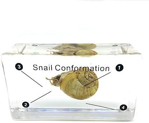 Snail Conformation Specimen in Acrylic Block Paperweights Science Classroom Specimens for Science Education(2.9x1.6x0.9 Inch)