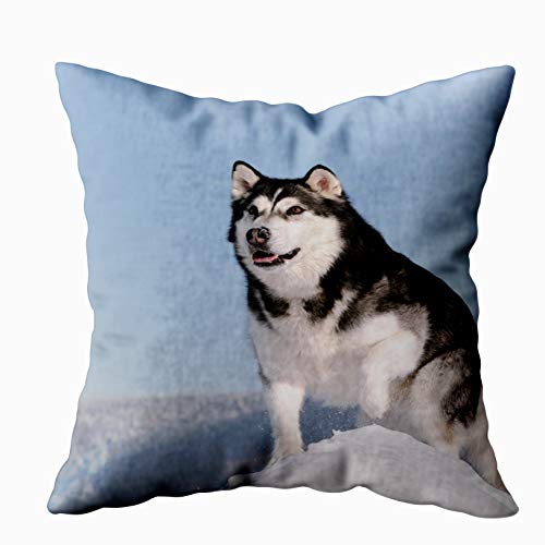 Musesh My Pillow Case Throw Pillows Malamute In The Snow For Sofa