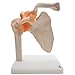 Shoulder Joint Model,Kouber Human Anatomical Model,Life Size,Height 9