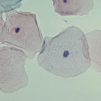 Human Stratified Squamous Epithelium Slide Smear Amazon Com Industrial Scientific