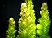 Aquatic Arts Live Hornwort Plant - 2 Extra Large Bunches of Pond Plants Over 10 Stems