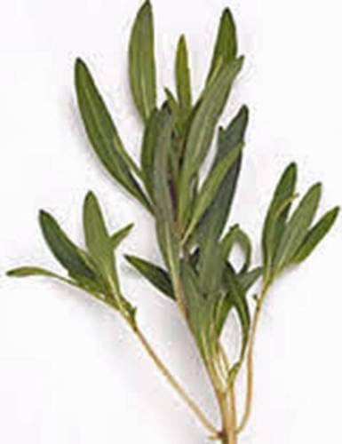 Herb Seeds - 100+ Seeds of Savory, Summer, Heirloom, Organic, Non GMO, HERB, Spice, Garden Seed