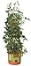 Hydrofarm GCTB Tomato Barrel with 4-Foot Tower