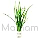 Jungle Vallisneria Spiralis Rooted Easy Background Live Aquarium Plants Decorations 3 Days Live Guaranteed by Mainam