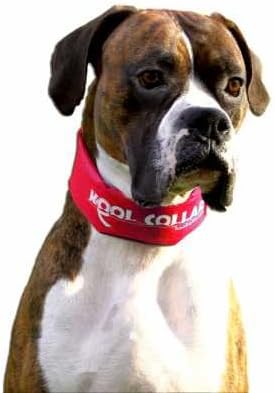 Kool Collar Stop Sign Red (Medium)