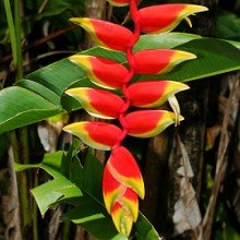 Plantsguru Heliconia Rostrata Plant Amazon In Garden Outdoors