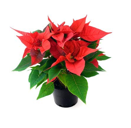 Plantsguru Poinsettia Red Plant Amazon In Garden Outdoors