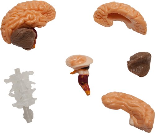 SmartLab Toys The Amazing Squishy Brain