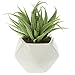Small Faux Aloe Succulent in White Geometric Ceramic Planter - 4.5 x 6.5 Inches - Marmeda Decor Potted Artificial Plant in Glazed Vase - Modern Decor for Home or Office