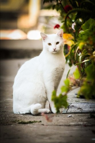 Elegant White Cat Pet Journal 150 Page Lined Notebook Diary Creations Cs 9781977512369 Amazon Com Books