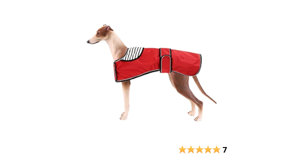 best toys for whippets