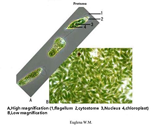 5 Prepared+Microscope+Education+Specimens+DIY+SCIENCE
