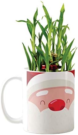 YaYa Cafe Christmas Gifts Santa Claus Lucky Bamboo Mug Planter Indoor Plants - 2 Layer Feng Shui for Wealth, Prosperity