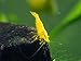 Aquatic Arts 10 Live Neon Yellow Shrimp (Neocaridina davidi - 1/2 to 1 Inch Long)