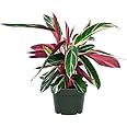 American Plant Exchange Stromanthe Tricolor Easy Care Live Prayer Plant, 6" Pot, Indoor/Outdoor Air Purifier
