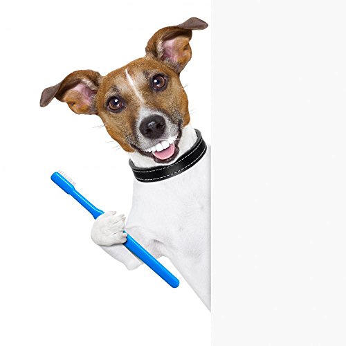 Wallmonkeys Perfect Smile Toothbrush Dog Wall Decal Peel and Stick Business Graphics (48 in H x 48 in W) WM62177