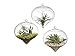 Pack of 3 Glass Hanging Planter Hanging Air Plant Terrarium Decorative Hanging Plant Pots Flower Pots Plant Containers Air Plant Pots Hanging Air Fern Plant Container Fern Plant Pot Fern Terrarium