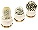 Stylish Ceramic Succulent Planters By EcoPlant - Modern Set Of 3 Mini Flower Pots With Practical Bamboo Draining Tray - Decorative Cactus Planter Pots - Elegant Ceramic Plant Pots For Home Decoration