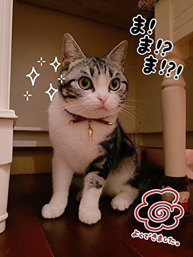 cute boy cat collars