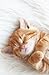 Journal: Sleeping Kitten Journal: Sleeping Kitten Blank Lined Journal, 5.5 x 8.5, 110 Pages, Soft Co by Journals to Write In