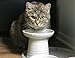 Raised Cat Food or Water Bowl - Vet Recommended Height (5