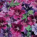 20+ Malva Sylvestris Mystic Merlin Flower Seeds / Perennial