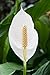 (Spathiphyllum) Peace Lily 25 Seeds Indoor Air Purification Plant for Home or Office