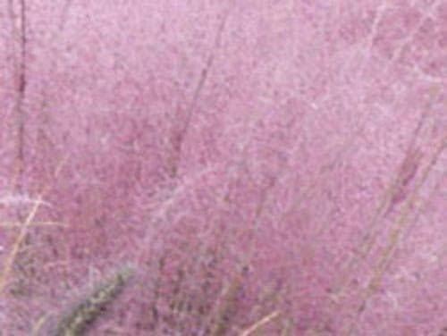 10 Pink Muhly Grass - MUHLENBURGIA CAPILLARIS - Live Plants - Deer Resistant