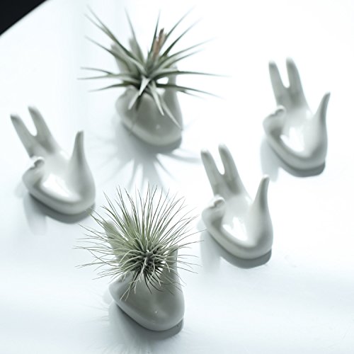 Dahey Air Plant Pot Ceramic Tillandsia holder, Hand