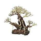 Bonsai Driftwood Aquarium Tree AWI Random Pick