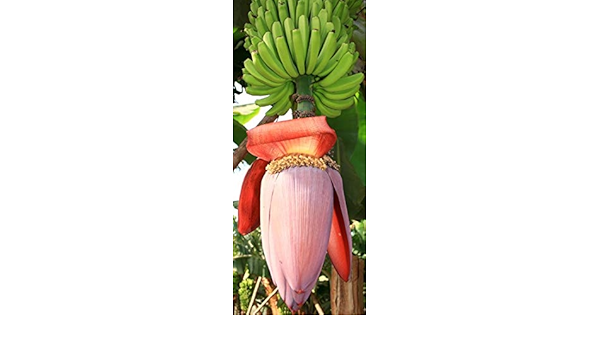 Musa balbisiana gigantea - plátano de fruta japonesa - 10 ...