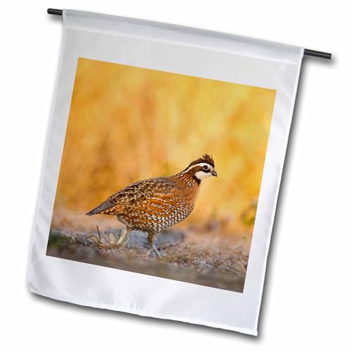 3dRose Northern Bobwhite Quail Bird, Male Walking - Larry Ditto - Garden Flag,…