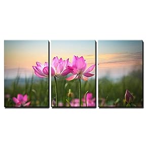 Beautiful Lotus Flower in Blooming at Sunset x3 Panels