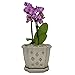 TRENDSPOT 5IN Orchid Pot Square, Crackle White Indoor Planter, 5 inch