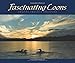 Fascinating Loons: Amazing Images and Behaviors (Wildlife Appreciation)